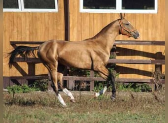 Koń achał-tekiński, Ogier, 5 lat, 163 cm, Jelenia