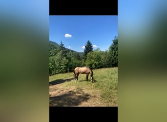 Koń achał-tekiński, Ogier, 6 lat, 152 cm, Jelenia