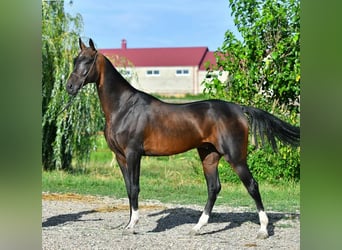 Koń achał-tekiński, Ogier, 7 lat, 162 cm, Kara