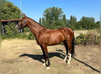 Koń achał-tekiński, Ogier, 8 lat, 163 cm, Gniada