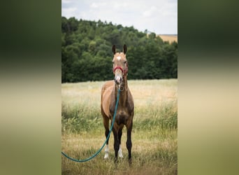 Koń achał-tekiński, Ogier, 8 lat, 165 cm, Jelenia