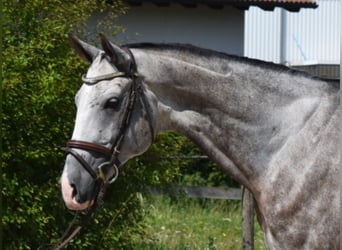 Koń achał-tekiński, Wałach, 10 lat, 165 cm, Siwa jabłkowita