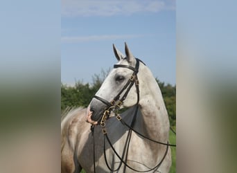 Koń achał-tekiński, Wałach, 10 lat, 165 cm, Siwa jabłkowita