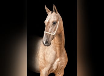 Koń achał-tekiński, Wałach, 5 lat, 155 cm, Jelenia