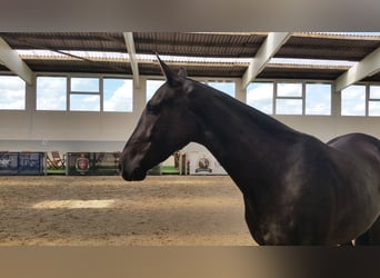 Koń achał-tekiński, Wałach, 7 lat, 168 cm, Kara
