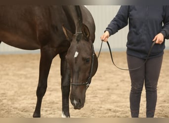 Koń achał-tekiński, Wałach, 7 lat, 168 cm, Kara