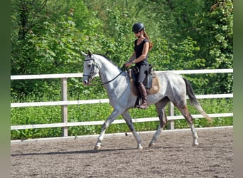 Koń achał-tekiński, Wałach, 9 lat, 165 cm, Siwa jabłkowita