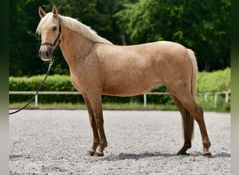 Koń andaluzyjski, Klacz, 10 lat, 148 cm, Izabelowata
