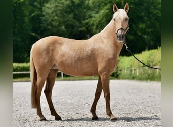 Koń andaluzyjski, Klacz, 10 lat, 148 cm, Izabelowata