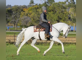 Koń andaluzyjski, Klacz, 10 lat, 152 cm, Biała