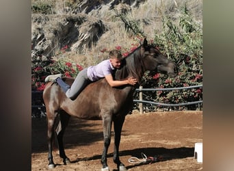 Koń andaluzyjski, Klacz, 10 lat, 152 cm, Kara
