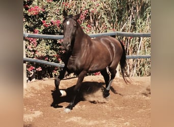 Koń andaluzyjski, Klacz, 10 lat, 152 cm, Kara