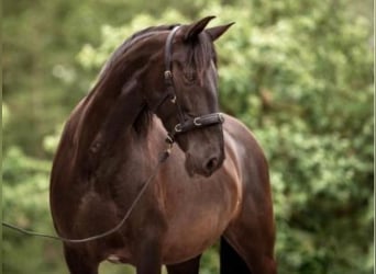 Koń andaluzyjski, Klacz, 10 lat, 154 cm, Kara