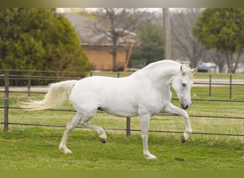 Koń andaluzyjski, Klacz, 10 lat, 157 cm, Biała
