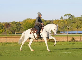 Koń andaluzyjski, Klacz, 10 lat, 157 cm, Biała