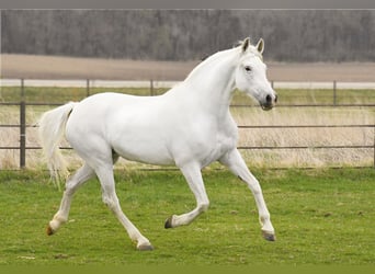 Koń andaluzyjski, Klacz, 10 lat, 157 cm, Biała