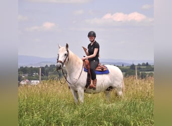 Koń andaluzyjski, Klacz, 10 lat, 158 cm, Siwa
