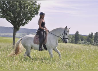 Koń andaluzyjski, Klacz, 10 lat, 158 cm, Siwa