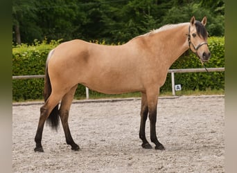 Koń andaluzyjski, Klacz, 10 lat, 162 cm, Bułana