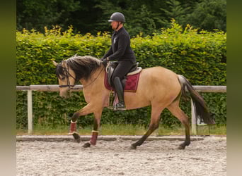 Koń andaluzyjski, Klacz, 10 lat, 162 cm, Bułana