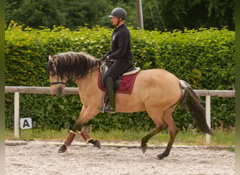Koń andaluzyjski, Klacz, 10 lat, 162 cm, Bułana