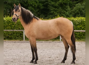 Koń andaluzyjski, Klacz, 10 lat, 162 cm, Bułana