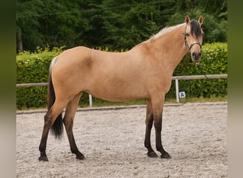 Koń andaluzyjski, Klacz, 10 lat, 162 cm, Bułana