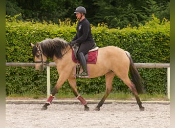 Koń andaluzyjski, Klacz, 10 lat, 162 cm, Bułana