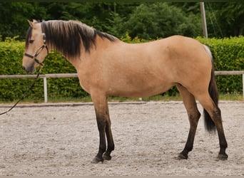 Koń andaluzyjski, Klacz, 10 lat, 162 cm, Bułana