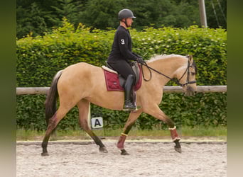 Koń andaluzyjski, Klacz, 10 lat, 162 cm, Bułana