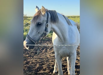 Koń andaluzyjski, Klacz, 10 lat, 163 cm, Siwa