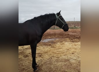 Koń andaluzyjski, Klacz, 10 lat, 167 cm, Kara