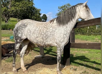 Koń andaluzyjski, Klacz, 10 lat, Siwa