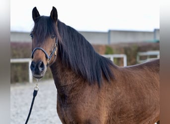 Koń andaluzyjski, Klacz, 11 lat, 154 cm, Gniada