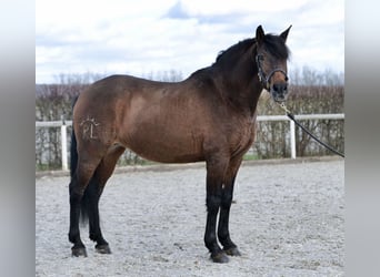 Koń andaluzyjski, Klacz, 11 lat, 154 cm, Gniada