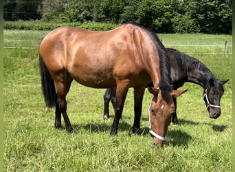 Koń andaluzyjski, Klacz, 11 lat, 155 cm, Gniada