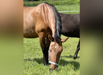 Koń andaluzyjski, Klacz, 11 lat, 155 cm, Gniada