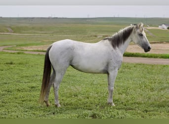 Koń andaluzyjski, Klacz, 11 lat, 155 cm, Siwa