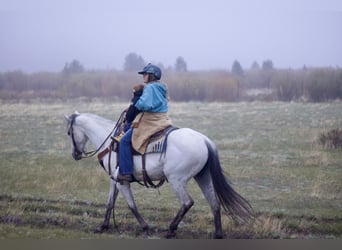 Koń andaluzyjski, Klacz, 11 lat, 155 cm, Siwa