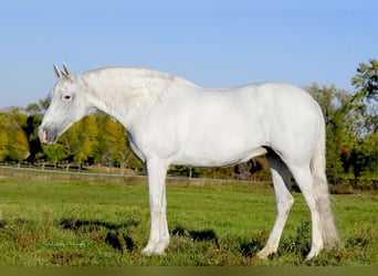 Koń andaluzyjski, Klacz, 11 lat, 157 cm, Biała
