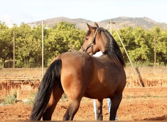 Koń andaluzyjski, Klacz, 11 lat, 158 cm, Gniada