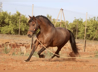 Koń andaluzyjski, Klacz, 11 lat, 158 cm, Gniada