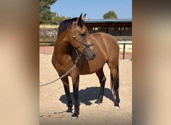 Koń andaluzyjski, Klacz, 11 lat, 160 cm, Gniada