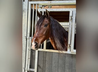 Koń andaluzyjski, Klacz, 11 lat, 160 cm, Gniada