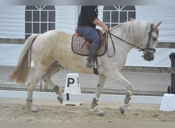 Koń andaluzyjski, Klacz, 11 lat, 160 cm, Siwa