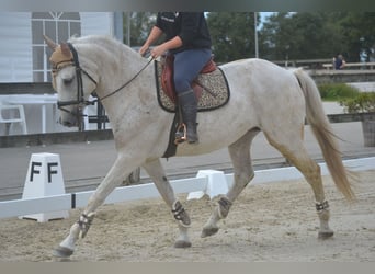 Koń andaluzyjski, Klacz, 11 lat, 160 cm, Siwa