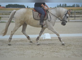 Koń andaluzyjski, Klacz, 11 lat, 160 cm, Siwa