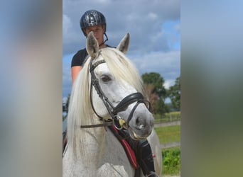 Koń andaluzyjski, Klacz, 11 lat, 160 cm, Siwa