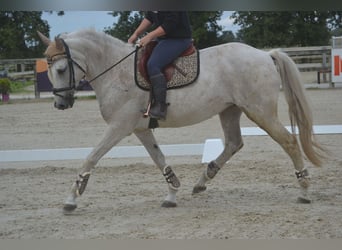 Koń andaluzyjski, Klacz, 11 lat, 160 cm, Siwa