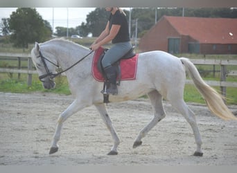 Koń andaluzyjski, Klacz, 11 lat, 160 cm, Siwa